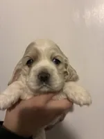Cocker #1, a female Cocker Spaniel for sale in Carthage, TN – Photo 1 of 10