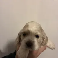 Cocker #1, a female Cocker Spaniel for sale in Carthage, TN – Photo 9 of 10