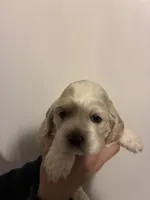 Cocker #1, a female Cocker Spaniel for sale in Carthage, TN – Photo 9 of 10