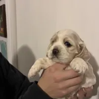 Cocker #1, a female Cocker Spaniel for sale in Carthage, TN – Photo 3 of 10