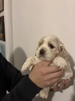 Cocker #1, a female Cocker Spaniel for sale in Carthage, TN – Photo 3 of 10