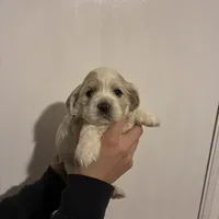 Cocker #1, a female Cocker Spaniel for sale in Carthage, TN – Photo 2 of 10