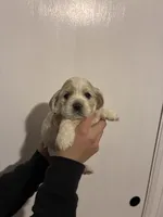 Cocker #1, a female Cocker Spaniel for sale in Carthage, TN – Photo 2 of 10