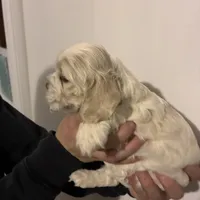 Cocker #1, a female Cocker Spaniel for sale in Carthage, TN – Photo 7 of 10