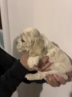 Cocker #1, a female Cocker Spaniel for sale in Carthage, TN – Photo 7 of 10