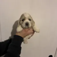 Cocker #1, a female Cocker Spaniel for sale in Carthage, TN – Photo 10 of 10