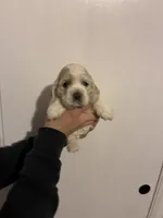 Cocker #1, a female Cocker Spaniel for sale in Carthage, TN – Photo 10 of 10