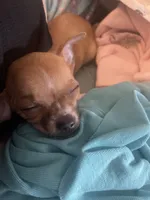 Poppy, a male Chihuahua for sale in Carthage, TN – 5 of 10