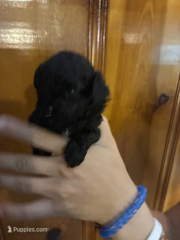 Black, brown, white – Shihpoo puppy for sale in Carthage, TN