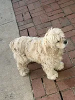 Georgia , a female Cocker Spaniel for sale in Carthage, TN – 8 of 8