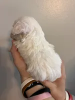Marshes tiny boy, a male Poodle - Toy  for sale in Carthage, TN – 6 of 10