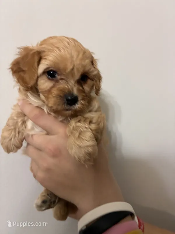 Medium buff girl – Cavapoo puppy for sale in Carthage, TN