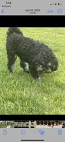 Joe, a male Cavapoo for sale in Carthage, TN – 2 of 10