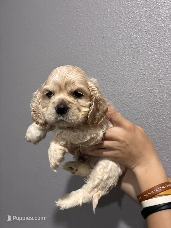 Georgias boy  – Cocker Spaniel puppy for sale in Carthage, TN