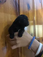 Black, brown, white, a male Shihpoo for sale in Carthage, TN – 4 of 10