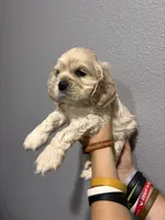 Georgias boy , a male Cocker Spaniel for sale in Carthage, TN – 9 of 10