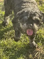 Joe, a male Cavapoo for sale in Carthage, TN – 8 of 10