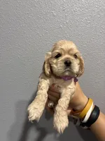 Purple collar girl, a female Cocker Spaniel for sale in Carthage, TN – 3 of 10