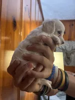 All white boy, a male Chipoo for sale in Carthage, TN – 1 of 10