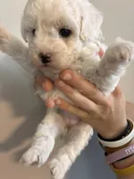 Marshes girl pup, a female Poodle - Toy  for sale in Carthage, TN – 6 of 10