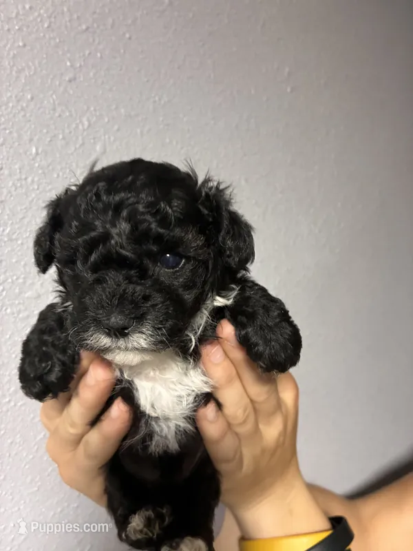 Schnoodle girl – Schnoodle puppy for sale in Carthage, TN