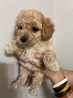 Tiniest girl, a female Cavapoo for sale in Carthage, TN – 4 of 10