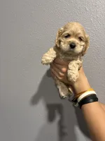 Blue collar girl, a female Cocker Spaniel for sale in Carthage, TN – 6 of 10