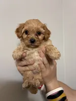Medium buff girl, a female Cavapoo for sale in Carthage, TN – 2 of 9
