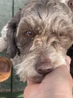 Fancy, a female Cavapoo for sale in Carthage, TN – 10 of 10