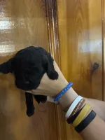 Black, brown, white, a male Shihpoo for sale in Carthage, TN – 8 of 10