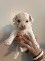 Marshes tiny boy, a male Poodle - Toy  for sale in Carthage, TN – 8 of 10