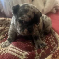 Macho, a male French Bulldog for sale in Clarence, NY – Photo 6 of 6