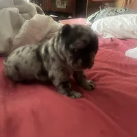 Macho, a male French Bulldog for sale in Clarence, NY – Photo 4 of 6