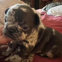 Macho, a male French Bulldog for sale in Clarence, NY – Photo 2 of 6