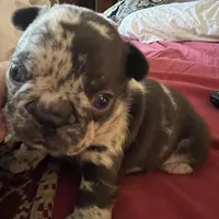 Macho, a male French Bulldog for sale in Clarence, NY – Photo 3 of 6