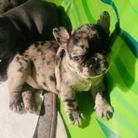Macho.   Chocolate merle, a male French Bulldog for sale in Clarence, NY – Photo 6 of 6