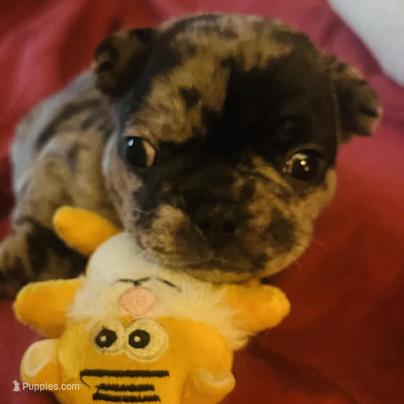 Macho – French Bulldog puppy for sale in Clarence, NY