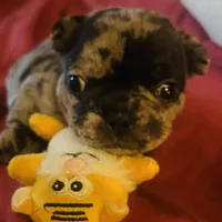 Macho, a male French Bulldog for sale in Clarence, NY – Photo 1 of 6