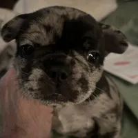 Macho.   Chocolate merle, a male French Bulldog for sale in Clarence, NY – Photo 5 of 6