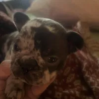 Macho, a male French Bulldog for sale in Clarence, NY – Photo 5 of 6