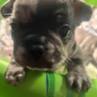 Macho.   Chocolate merle, a male French Bulldog for sale in Clarence, NY – Photo 4 of 6