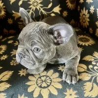 Madeline , a female French Bulldog for sale in Clarence, NY – 5 of 6