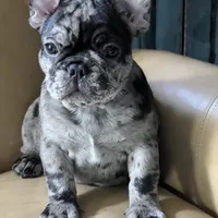 Macho.   Chocolate merle, a male French Bulldog for sale in Clarence, NY – 2 of 9