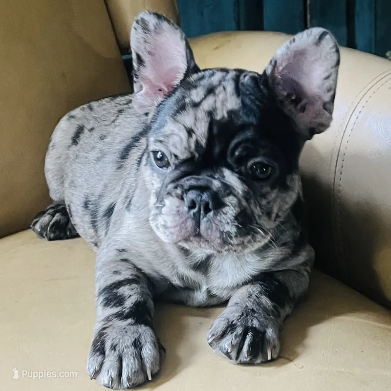 Macho.   Chocolate merle – French Bulldog puppy for sale in Clarence, NY
