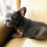 Madeline , a female French Bulldog for sale in Clarence, NY – 2 of 6