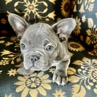 Macho.   Chocolate merle, a male French Bulldog for sale in Clarence, NY – 7 of 9