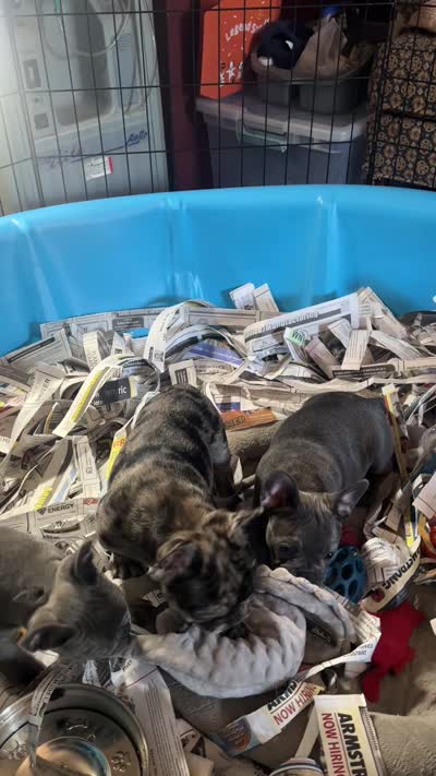 Macho.   Chocolate merle, a male French Bulldog for sale in Clarence, NY – 8 of 9