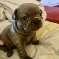 Madeline , a female French Bulldog for sale in Clarence, NY – Photo 3 of 5