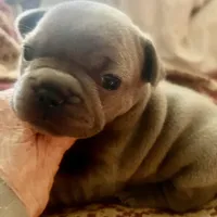 Madeline , a female French Bulldog for sale in Clarence, NY – Photo 2 of 5