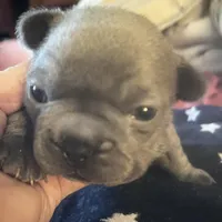 Madeline , a female French Bulldog for sale in Clarence, NY – Photo 5 of 5